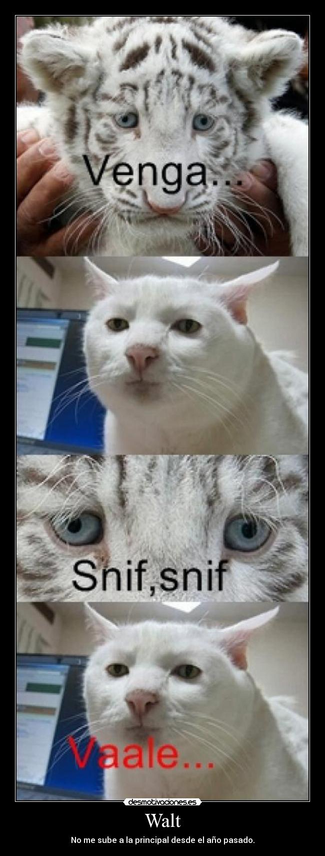 Walt - No me sube a la principal desde el año pasado.