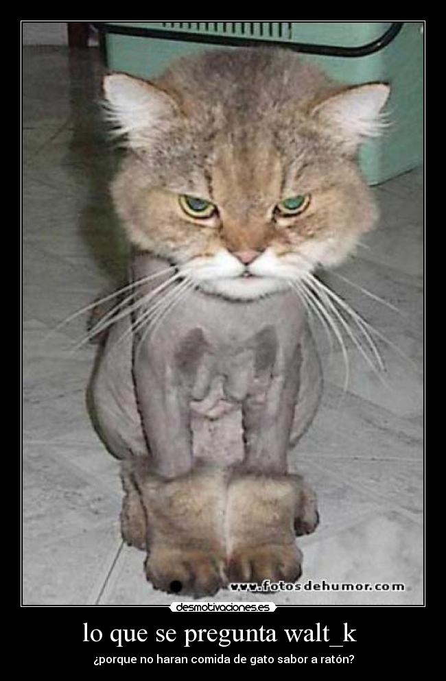 carteles sabor raton desmotivaciones