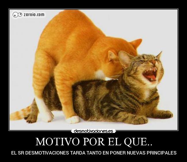 MOTIVO POR EL QUE.. - EL SR DESMOTIVACIONES TARDA TANTO EN PONER NUEVAS PRINCIPALES