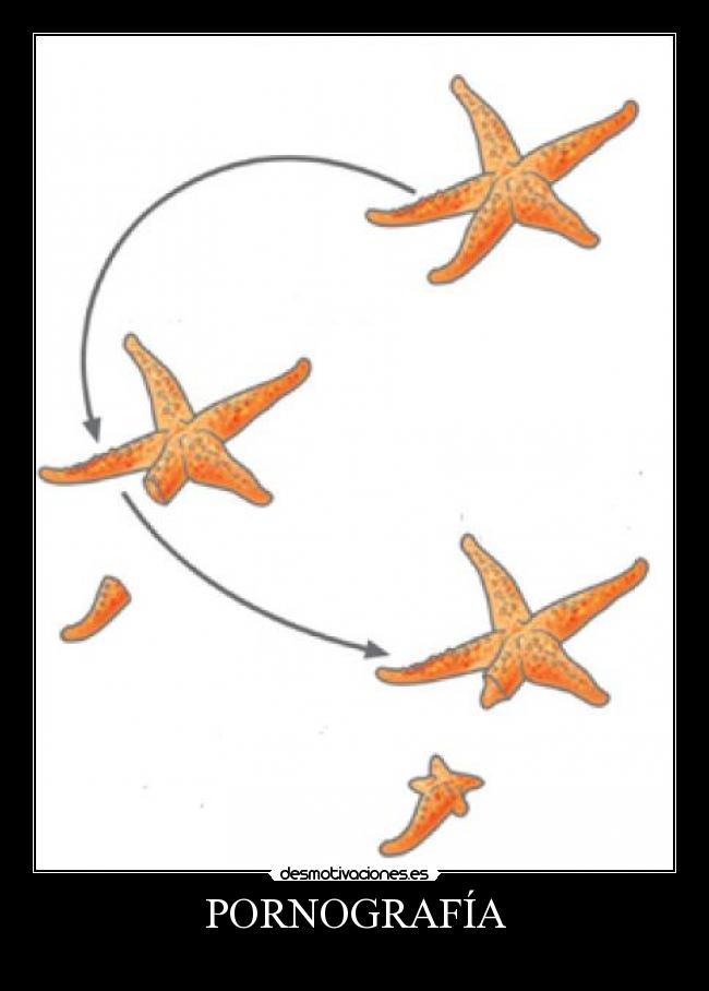 PORNOGRAFÍA - 