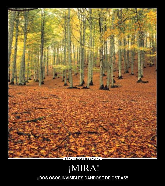 ¡MIRA! - ¡¡DOS OSOS INVISIBLES DANDOSE DE OSTIAS!!