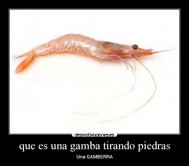que es una gamba tirando piedras -