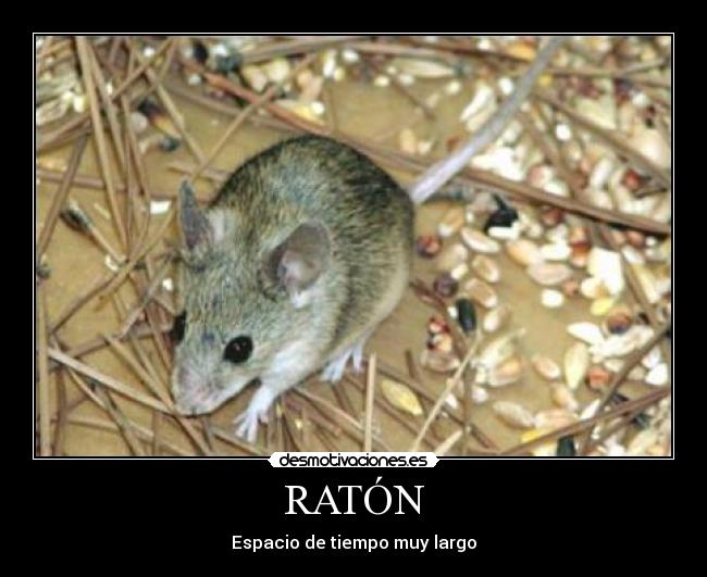 RATÓN - 