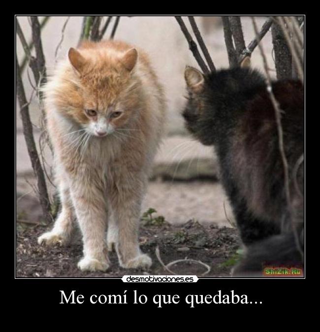 Me comí lo que quedaba... -