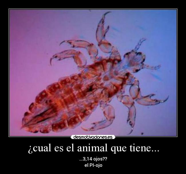 ¿cual es el animal que tiene... -