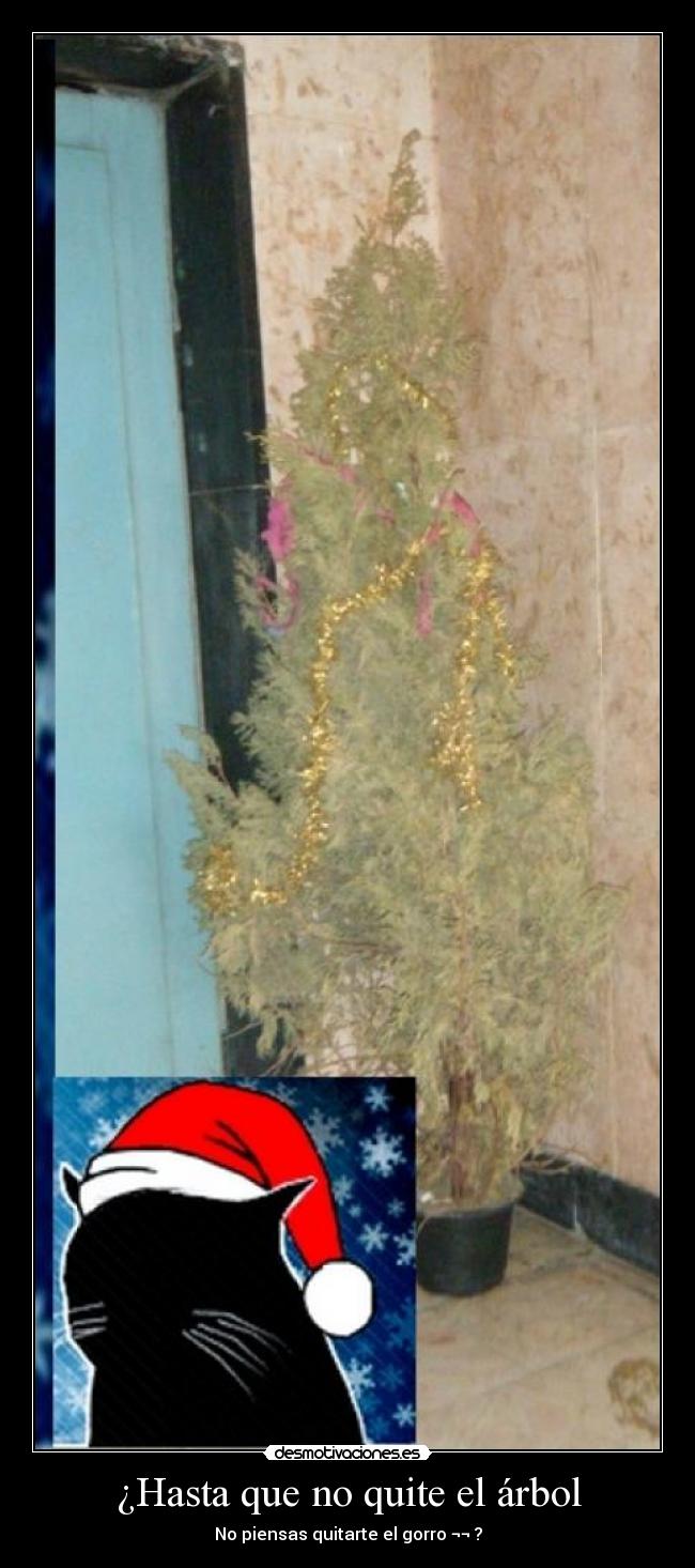 ¿Hasta que no quite el árbol - No piensas quitarte el gorro ¬¬ ?