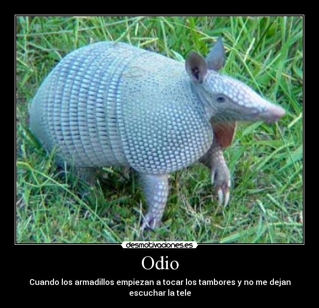 Odio - 