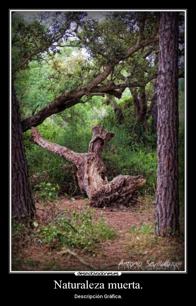 Naturaleza muerta. -