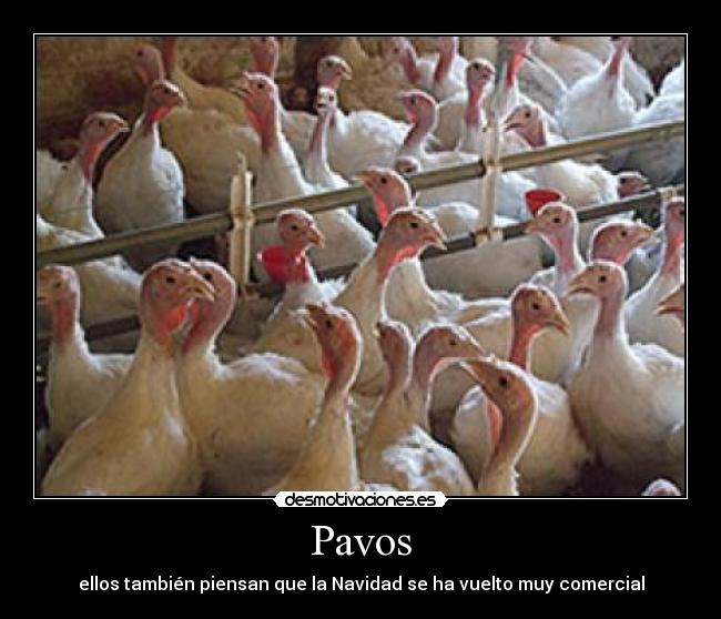 Pavos - 