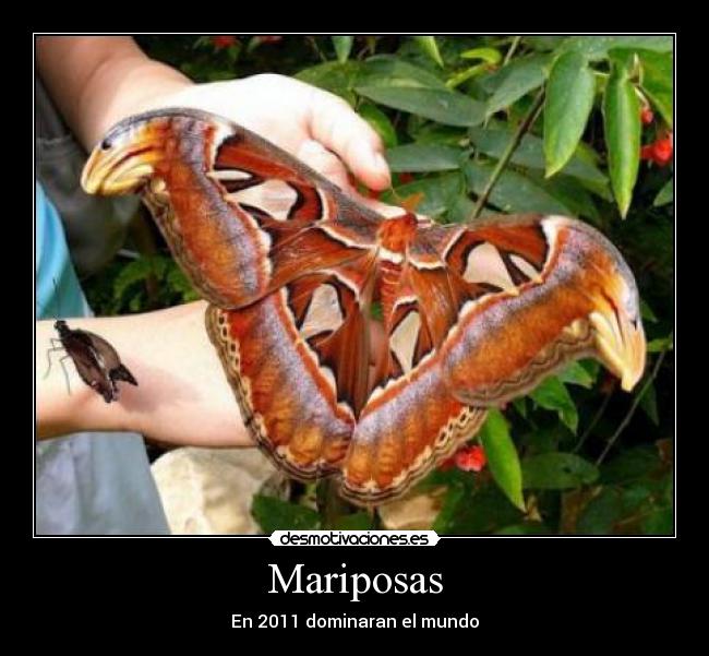 Mariposas - En 2011 dominaran el mundo