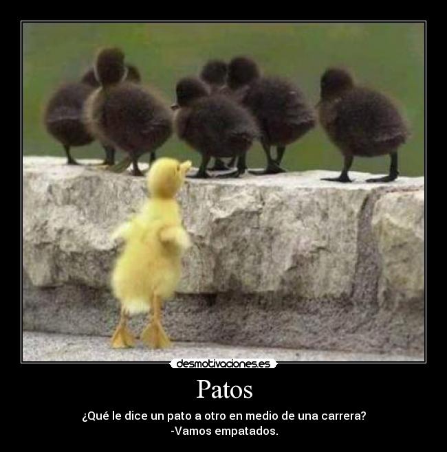 Patos - ¿Qué le dice un pato a otro en medio de una carrera?
-Vamos empatados.