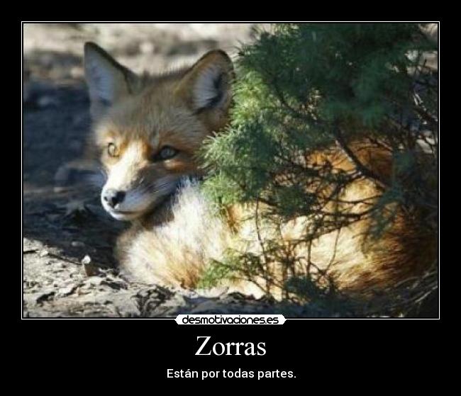 Zorras - 