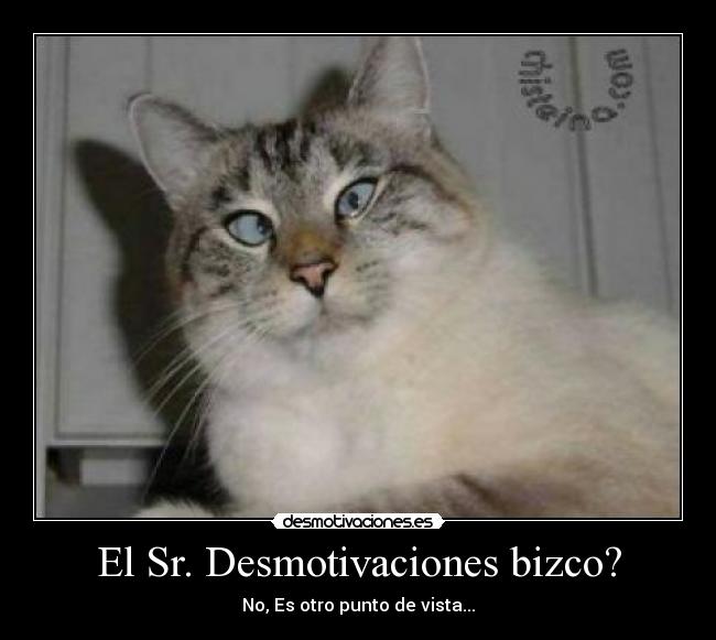 carteles desmotivaciones gato desmotivaciones desmotivaciones