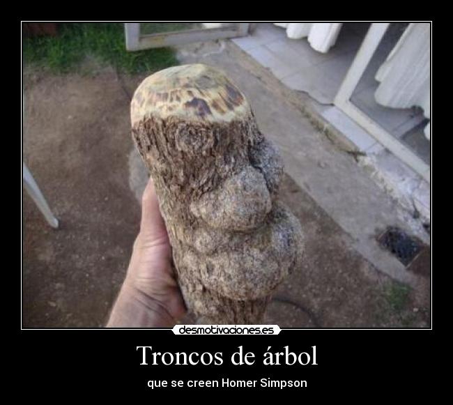 Troncos de árbol - 