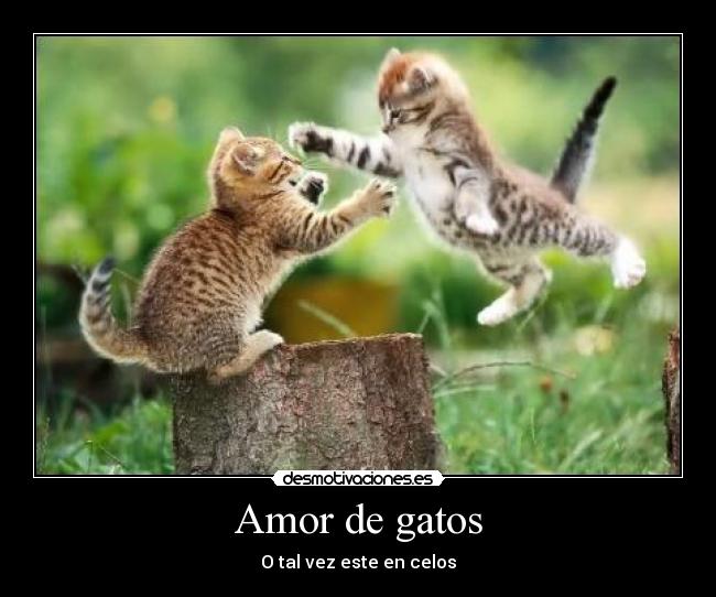 Amor de gatos - O tal vez este en celos