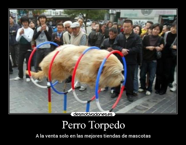 Perro Torpedo -