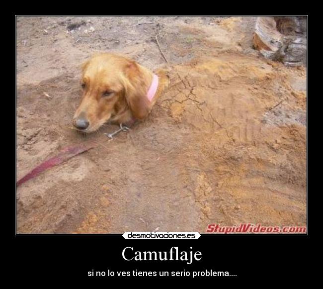 Camuflaje - 