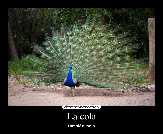 La cola -