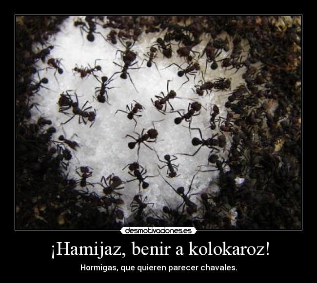 ¡Hamijaz, benir a kolokaroz! - Hormigas, que quieren parecer chavales.