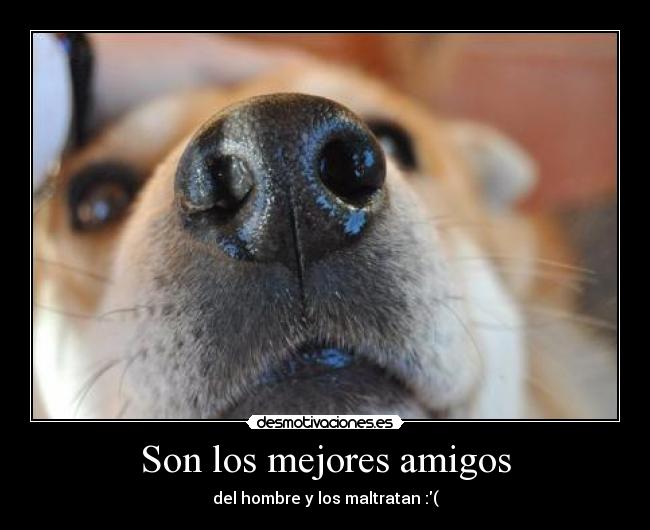 Son los mejores amigos -