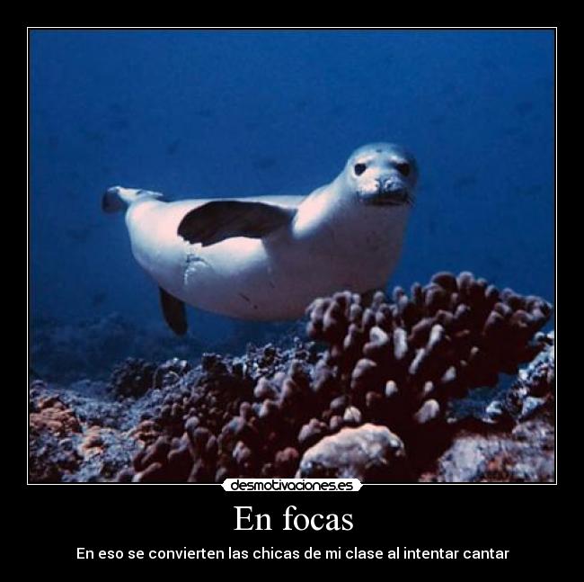En focas - En eso se convierten las chicas de mi clase al intentar cantar