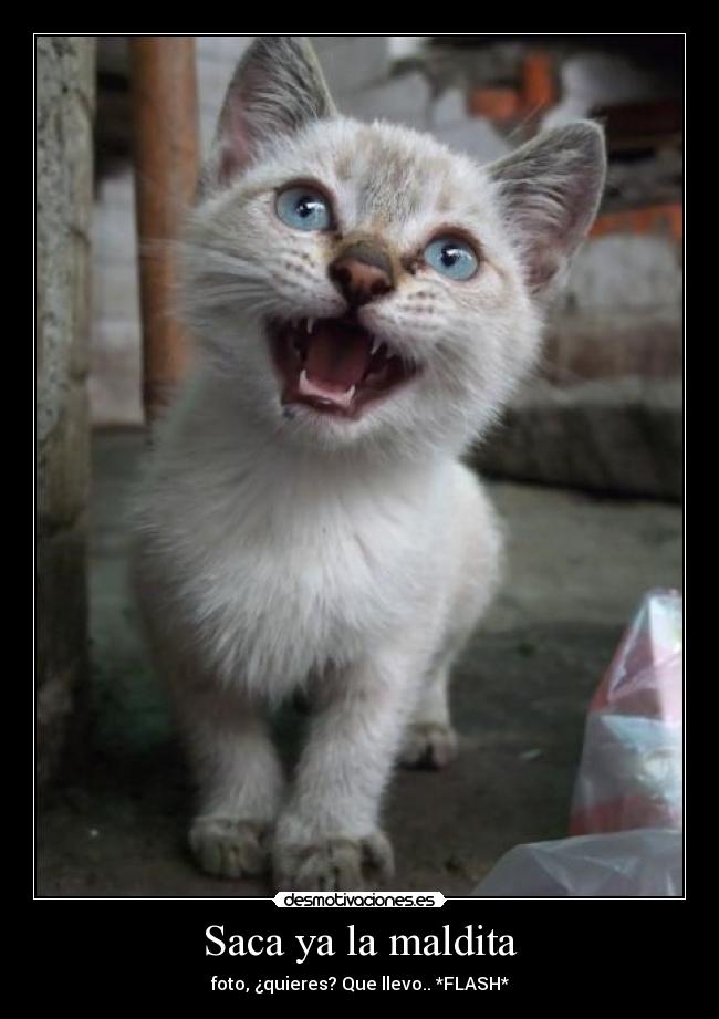 carteles gatosinfraganti foto desmotivaciones