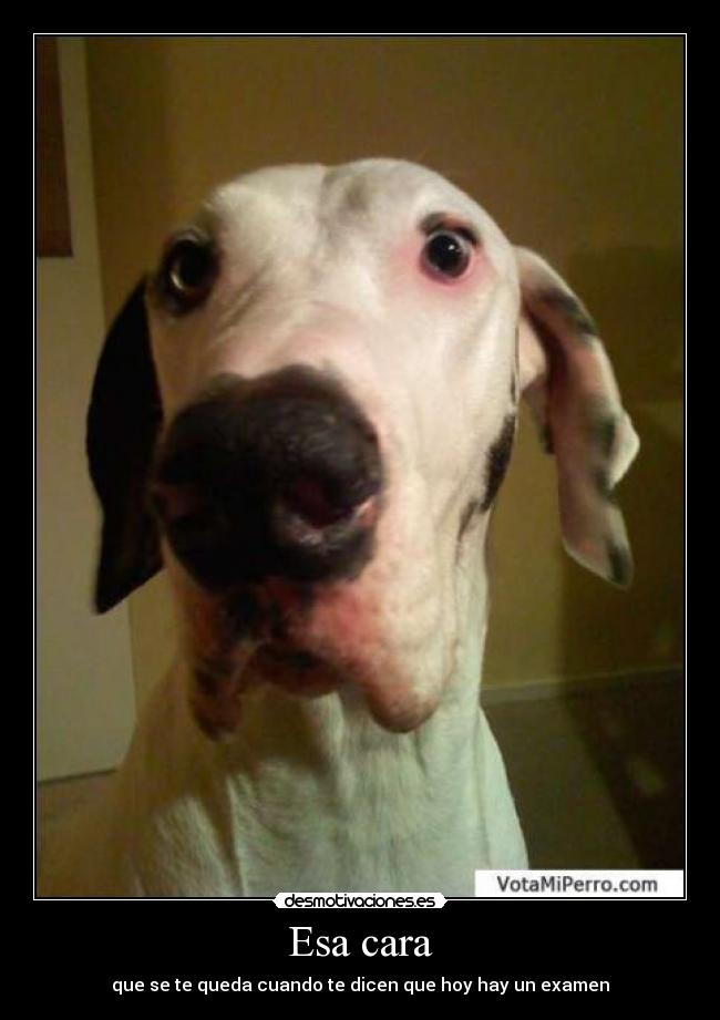 Esa cara - que se te queda cuando te dicen que hoy hay un examen