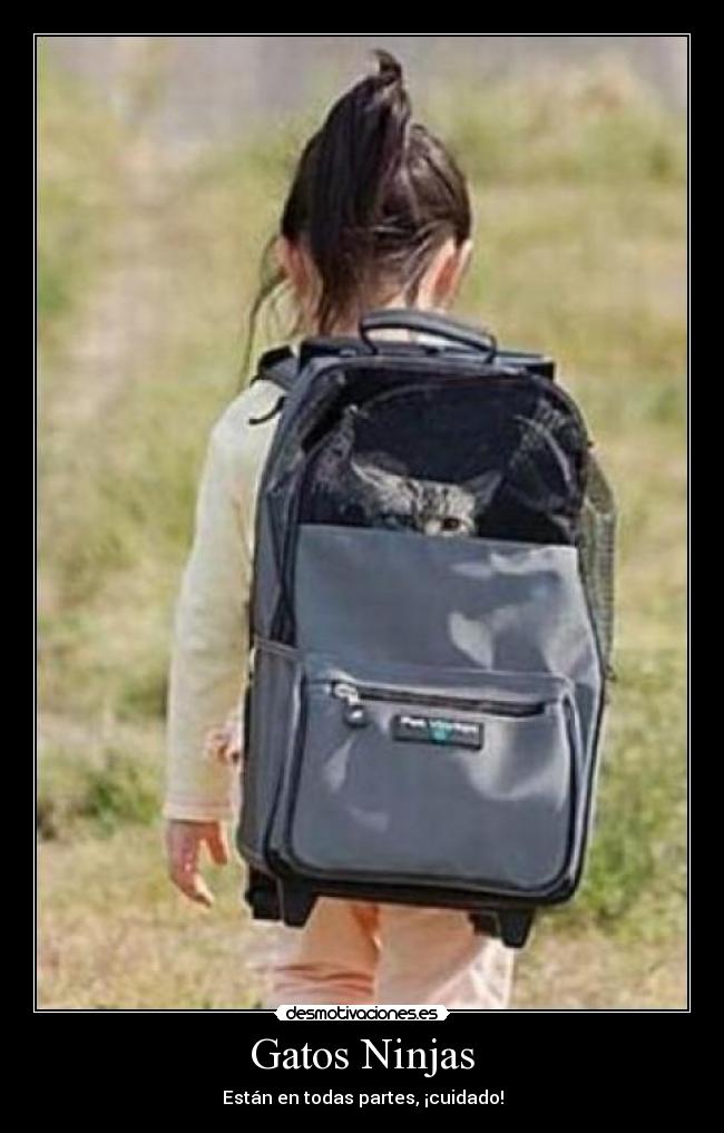 Gatos Ninjas - Están en todas partes, ¡cuidado!