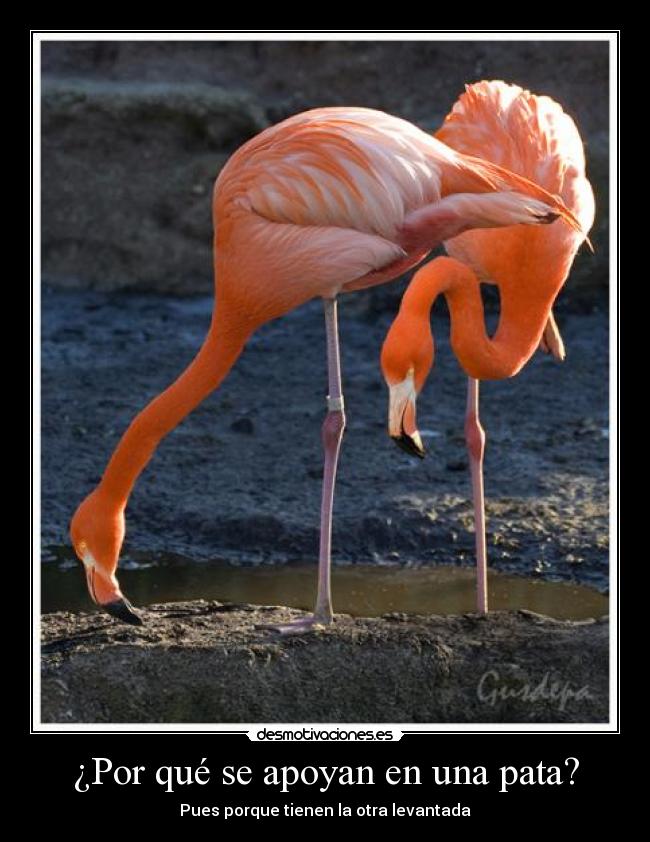 ¿Por qué se apoyan en una pata? -