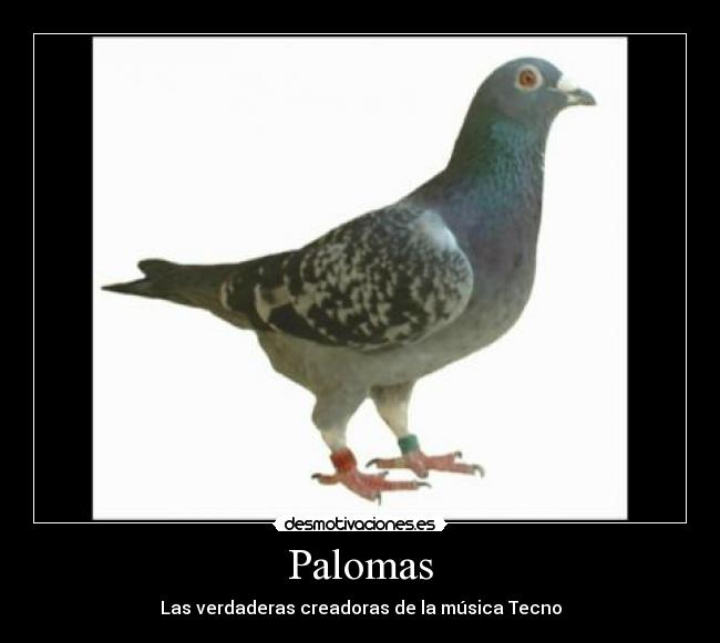 Palomas - Las verdaderas creadoras de la música Tecno