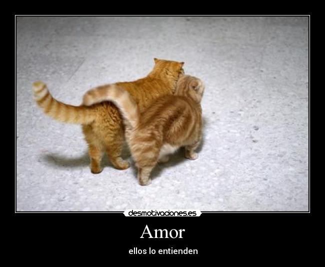 Amor -