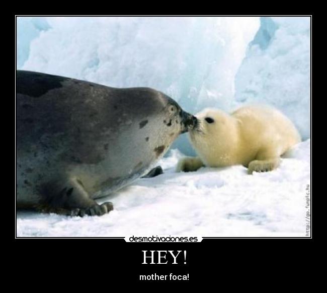 HEY! - mother foca!