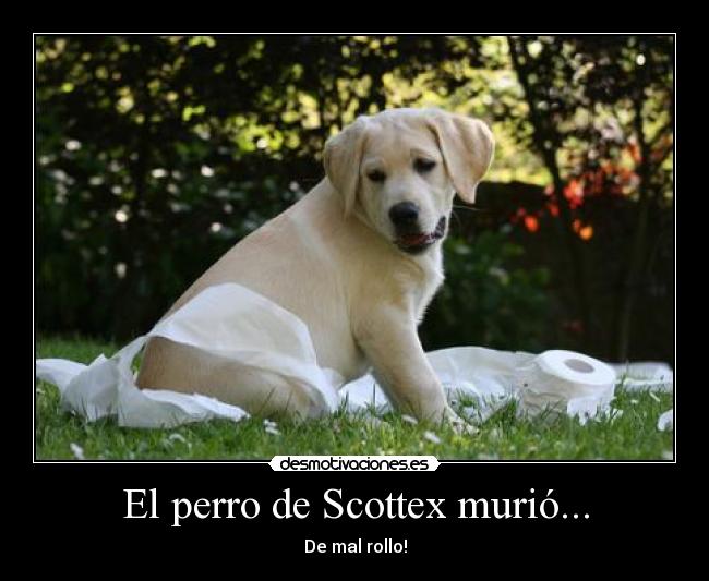 El perro de Scottex murió... - 