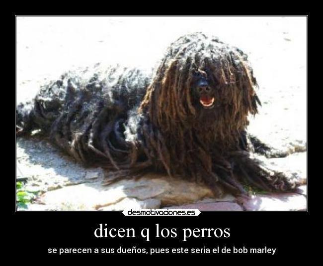 dicen q los perros - 