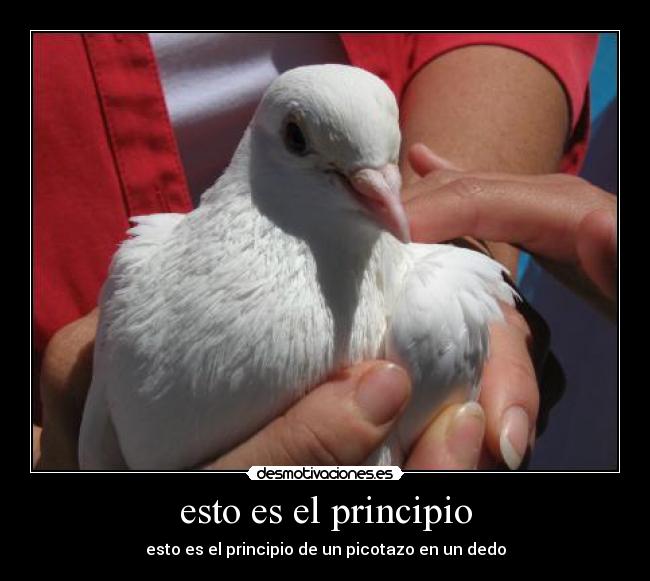 esto es el principio - esto es el principio de un picotazo en un dedo