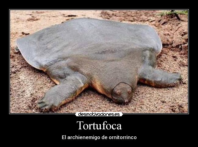 Tortufoca - 