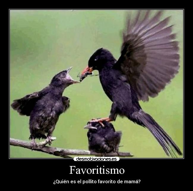 Favoritismo - ¿Quién es el pollito favorito de mamá?