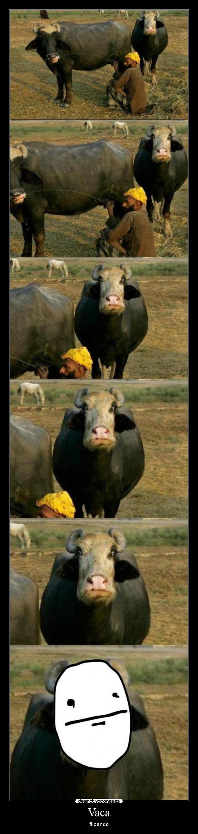 carteles vaca desmotivaciones