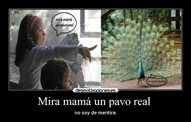 Mira mamá un pavo real  - no soy de mentira 