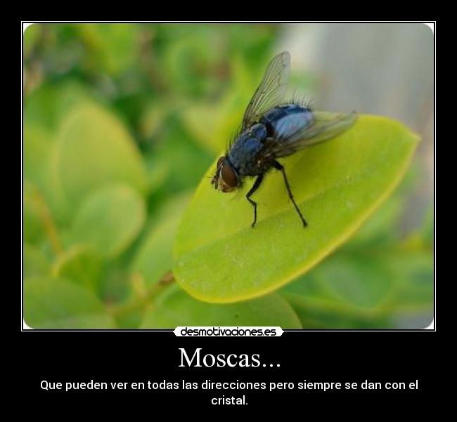 Moscas... - Que pueden ver en todas las direcciones pero siempre se dan con el cristal.