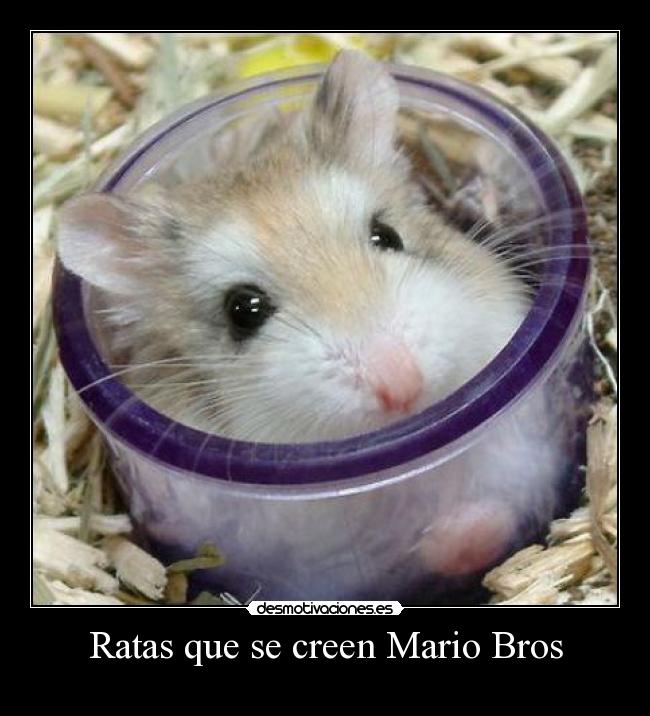 Ratas que se creen Mario Bros - 