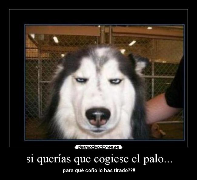 si querías que cogiese el palo... -