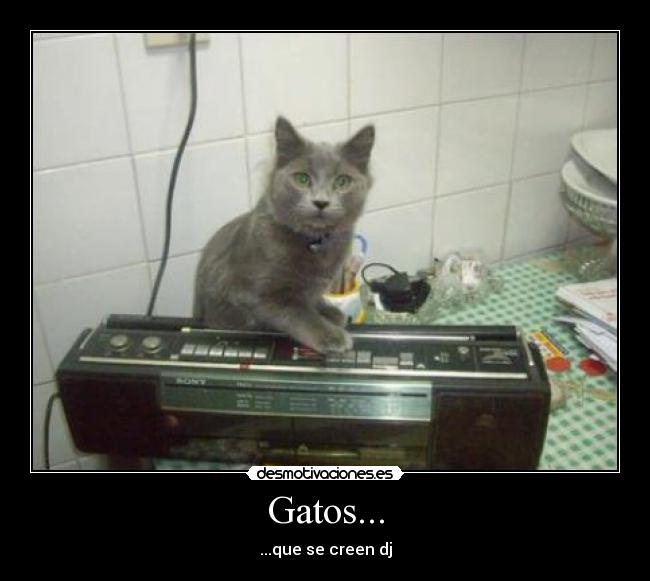 Gatos... - 