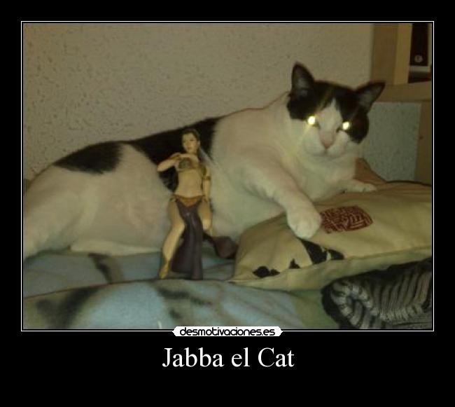 Jabba el Cat - 