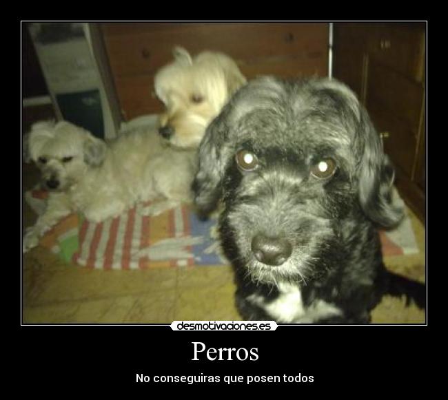 Perros - No conseguiras que posen todos