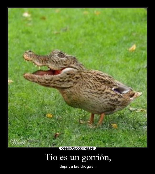 Tío es un gorrión, -