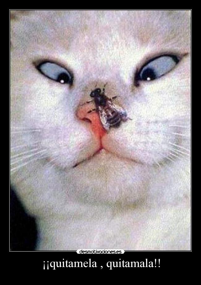 ¡¡quitamela , quitamala!! -