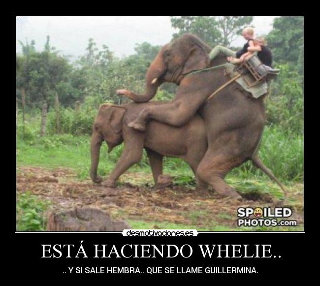 ESTÁ HACIENDO WHELIE.. - .. Y SI SALE HEMBRA.. QUE SE LLAME GUILLERMINA.
