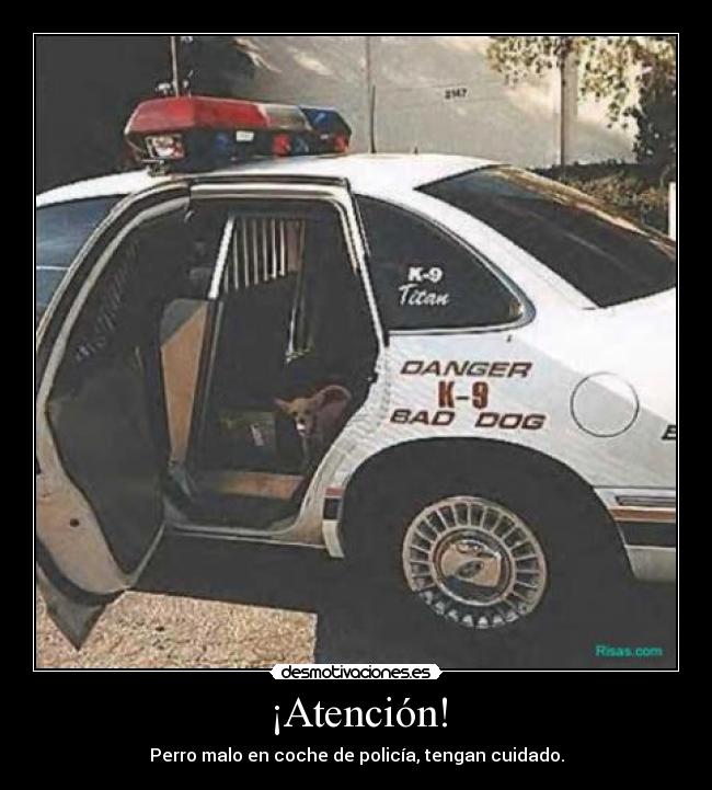 ¡Atención! - Perro malo en coche de policía, tengan cuidado.