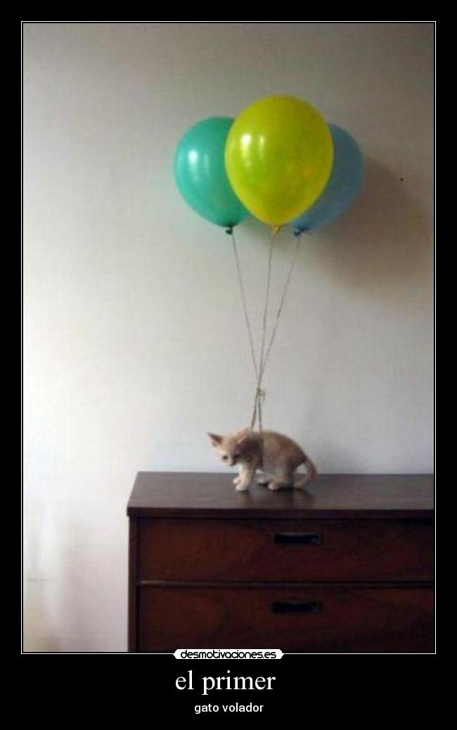 el primer - gato volador